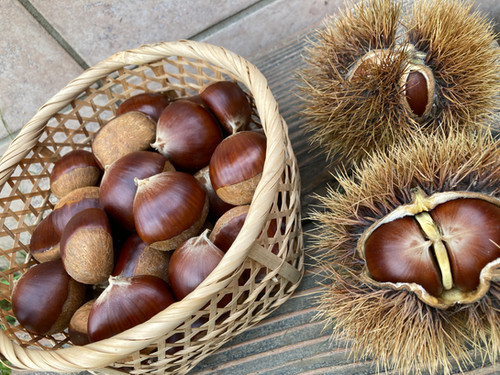 ６ 栗 美玖里 生栗 10kg 有機JAS】生栗『美玖里』1kg サイズ混合 | きりり農園