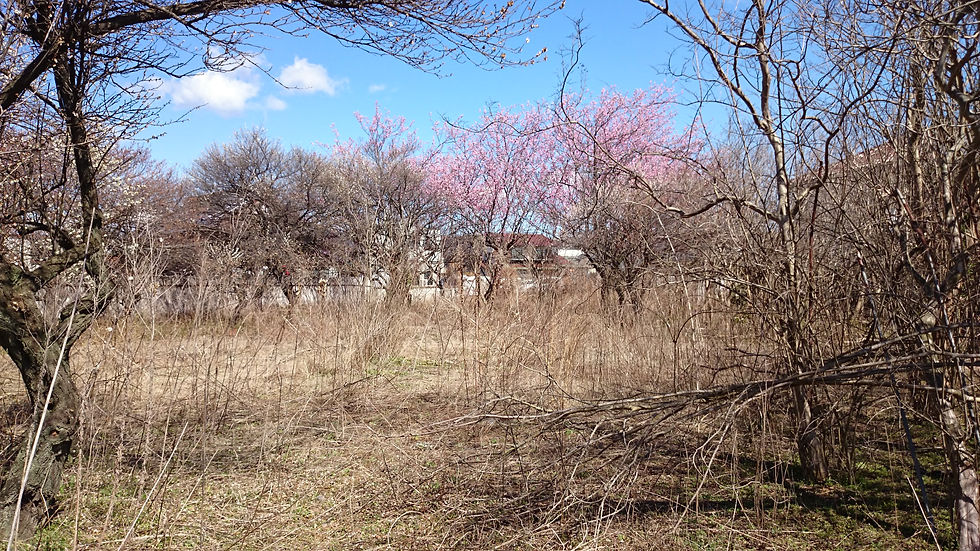 きりり農園の畑ができるまで