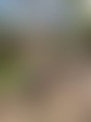 Alunos do Infantil se divertiram com Parque dos Dinossauros