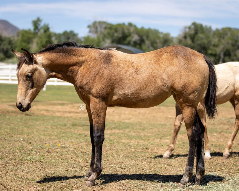 2026 Filly “Sage”, Walla Walla Whiz  x Xtra All Thats Magic