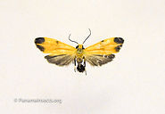 Tropical moths and other insects from Panama