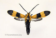 Tropical moths and other insects from Panama