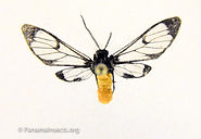 Tropical moths and other insects from Panama