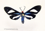 Tropical moths and other insects from Panama