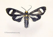 Tropical moths and other insects from Panama