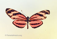 PanamaInsects.org -- A free resource for students and educators that features an extensive collection of moths and other insects from an island in western Panama.