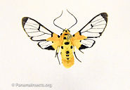 Tropical moths and other insects from Panama