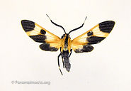 Tropical moths and other insects from Panama