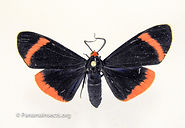 Tropical moths and other insects from Panama
