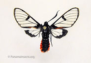 Tropical moths and other insects from Panama