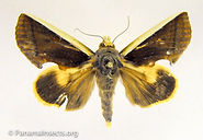 Tropical moths and other insects from Panama