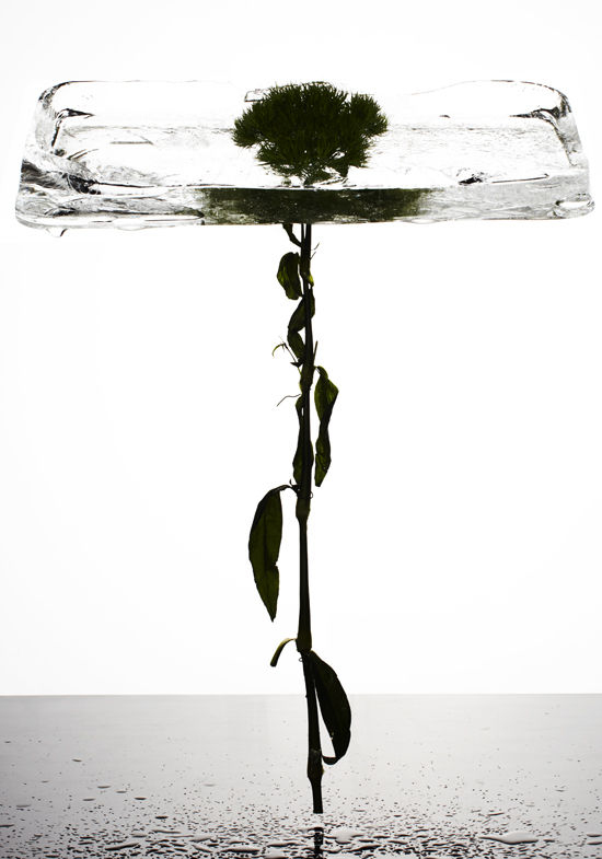 IceFlower-1