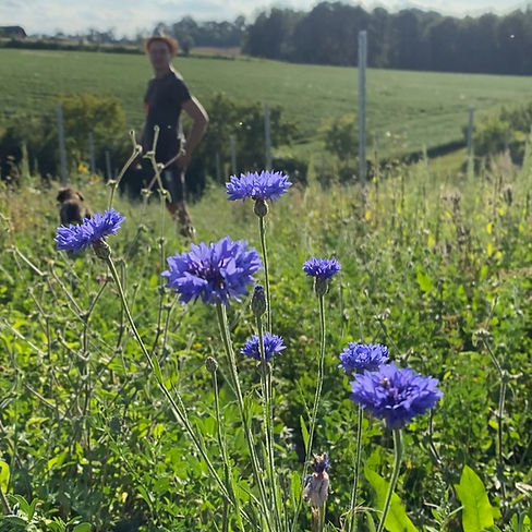 Blaue Blumen, im Hintergrund steht Gregor am Weinberg