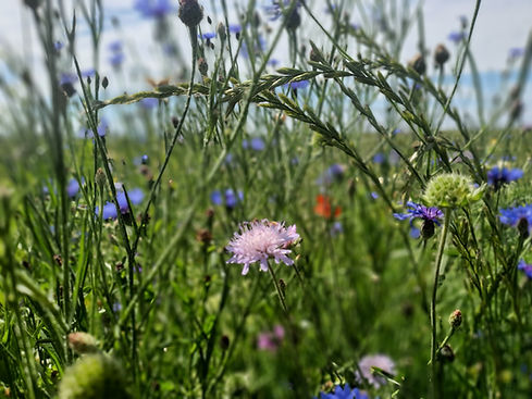 Blumenwiese
