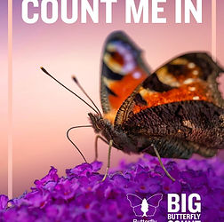 Big Butterfly Count 26.jpeg