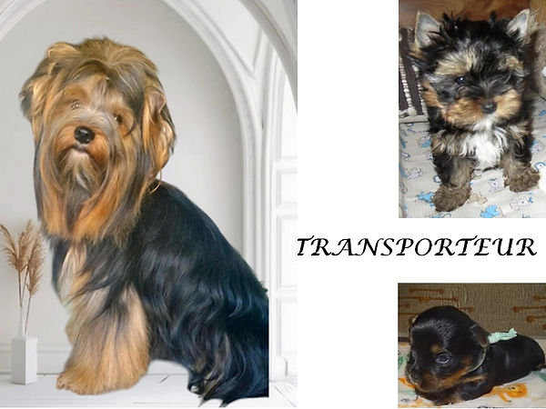 TRANSPORTEUR BIS.jpg