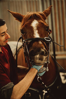 Matthieu Benejean, Densite équin, oscultation dentaire