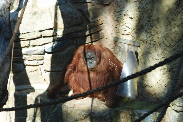 ZOO