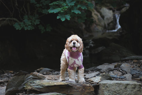 Why Merino Wool Sweaters Are Essential for Dogs in Spring: Comfort, Sustainability, and Style Beyond Winter