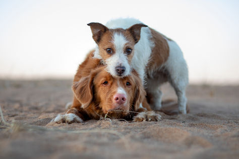 The Hidden Dangers of Plastic Pet Toys: What You Need to Know