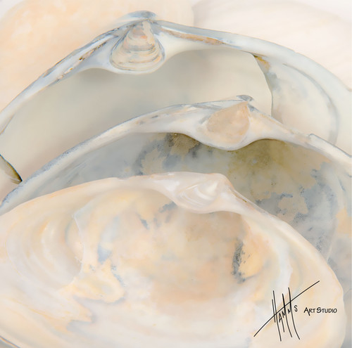 Inverted Shell W94S Inverted Shells | Hamm's Art Studio