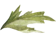 Leaf