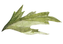 feuille  