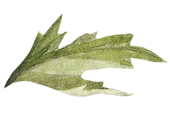 foglia