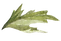 葉