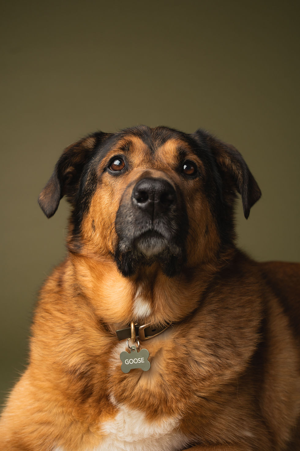 pet photography burlington ontario, canine portrait photographer, dog studio photographer