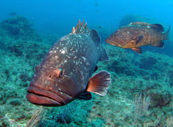 Réserve naturelle de Banyuls
