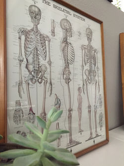 Anatomy Picture