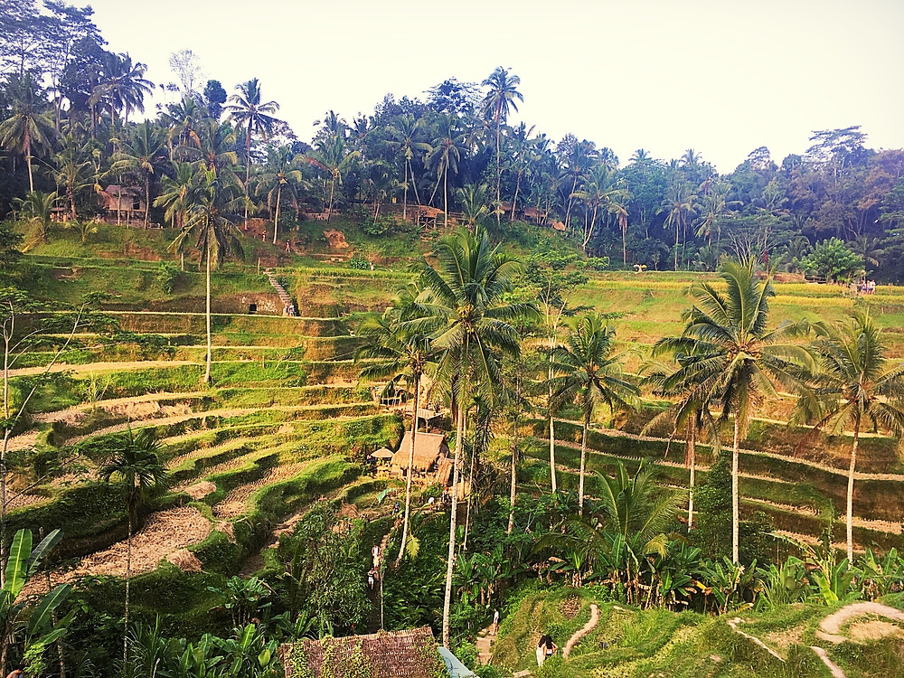 Tegellalang rice terrace, Indonesia rice field