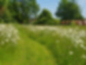 Meadow.jpg