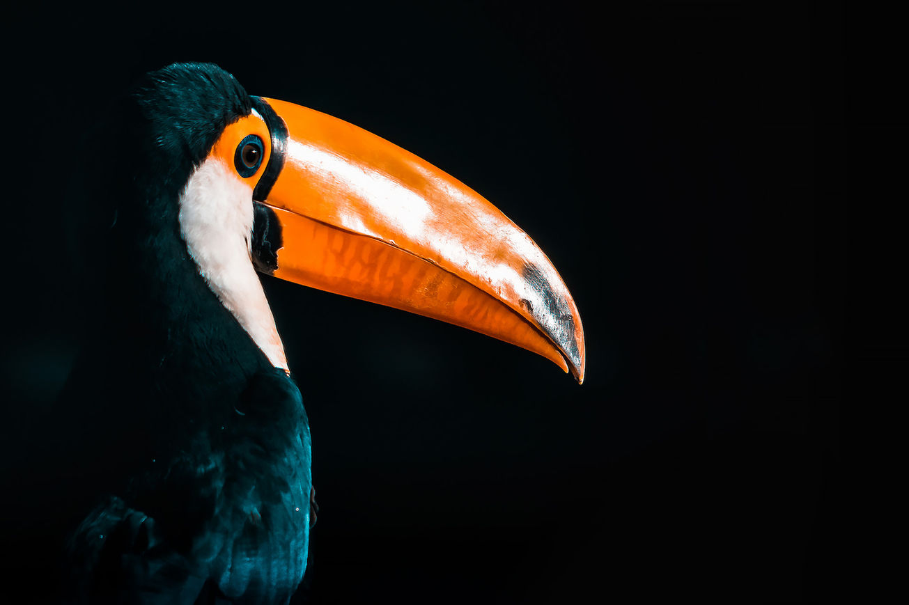 Tucano.jpg