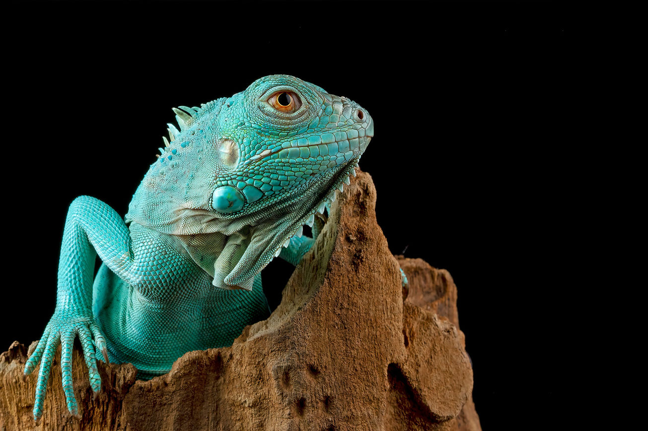 Iguana.jpg