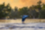 Great blue heron flying low over the calm waters of the St. Johns River in Putnam County Florida at golden hour with Spanish moss-covered trees in the background