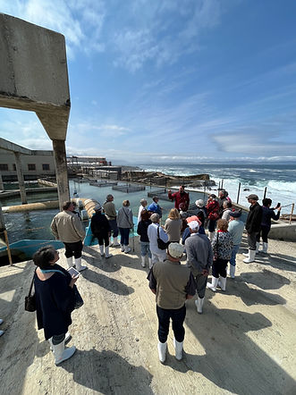 abalone tour in progress