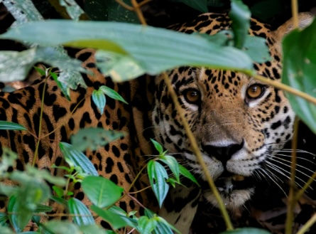 WWF: “Guardianes del Jaguar” la nueva herramienta para conservar al felino más grande de América