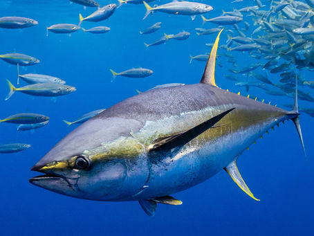 NIRSA: Día Mundial del atún, conozca 5 razones para consumirlo