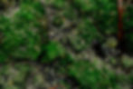 Green moss on rocks and dirt