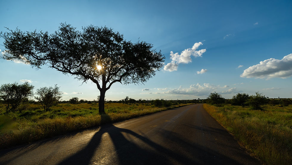 The sun peeks through the branches of a solitary tree, casting long shadows on a quiet rural road under a clear blue sky.
