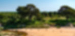 A line of animals walking along a sandy river bank with trees