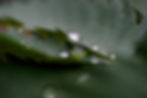 Water droplets on green leaf