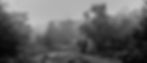 Black and white elephant in misty forest