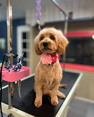 Dog Grooming Beautiful