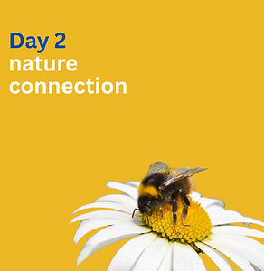 Day 2 Nature Connection bee on daisy