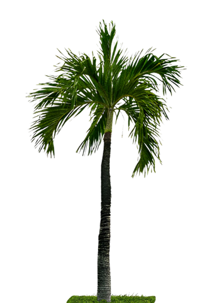 Palmera PNG_edited.png