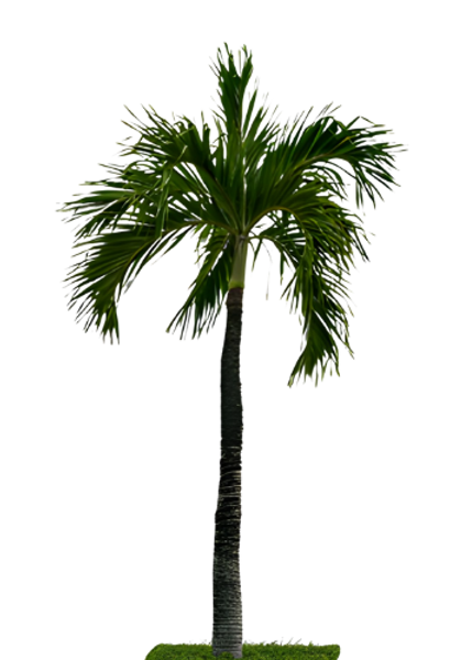 Palmera PNG_edited.png
