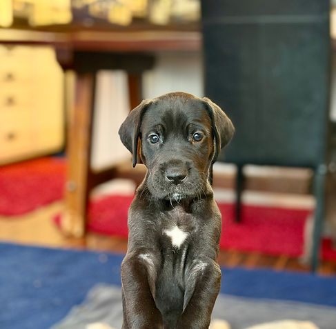 Black Great Dane puppy